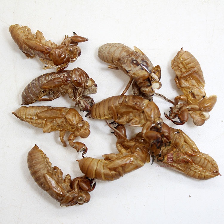 中药材蝉蜕/蝉壳/知了皮/蝉退壳/金牛儿/蝉退/蝉衣/枯蝉 500g包邮