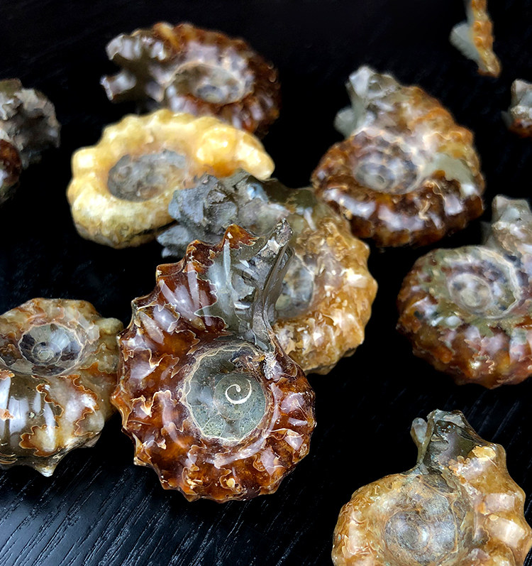 天然羊角螺玉化螺化石羊角螺菊石原石标本古生物动物化石