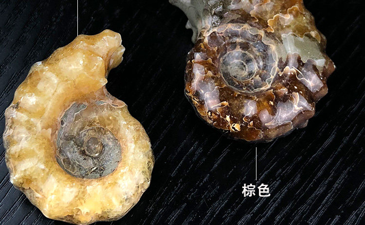 天然羊角螺玉化螺化石羊角螺菊石原石标本古生物动物化石