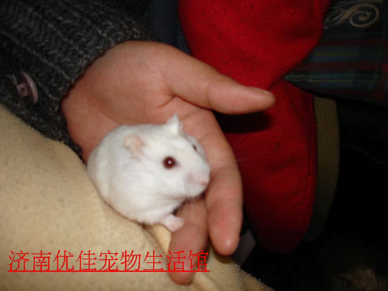 宝宝蝙蝠雪球宠物纯白无活体鼠鼠杂色送v宝宝盒买二送粮包邮仓鼠心是什么图片