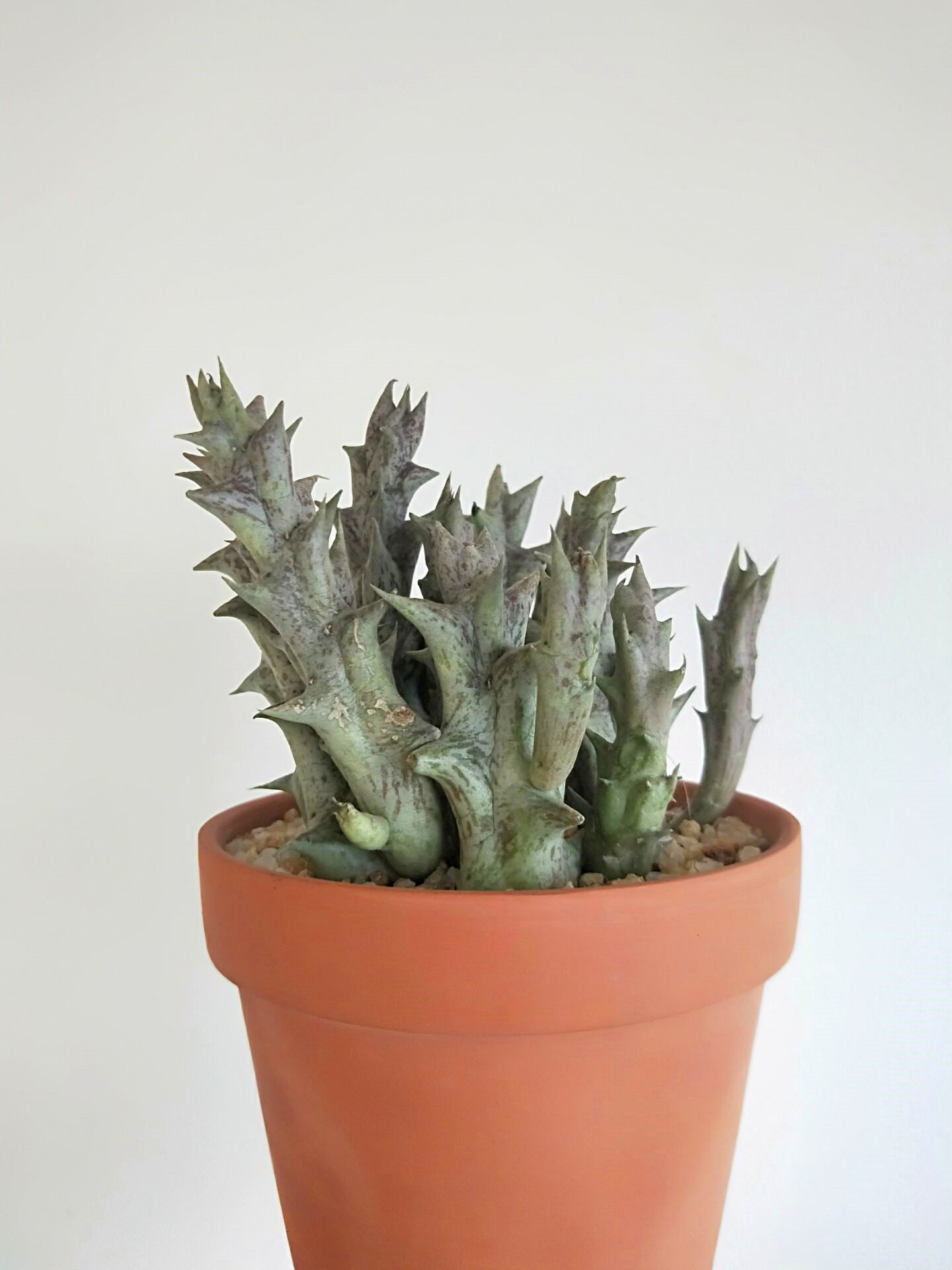 多肉"紫龙角"叶片发皱,养护1步不能少