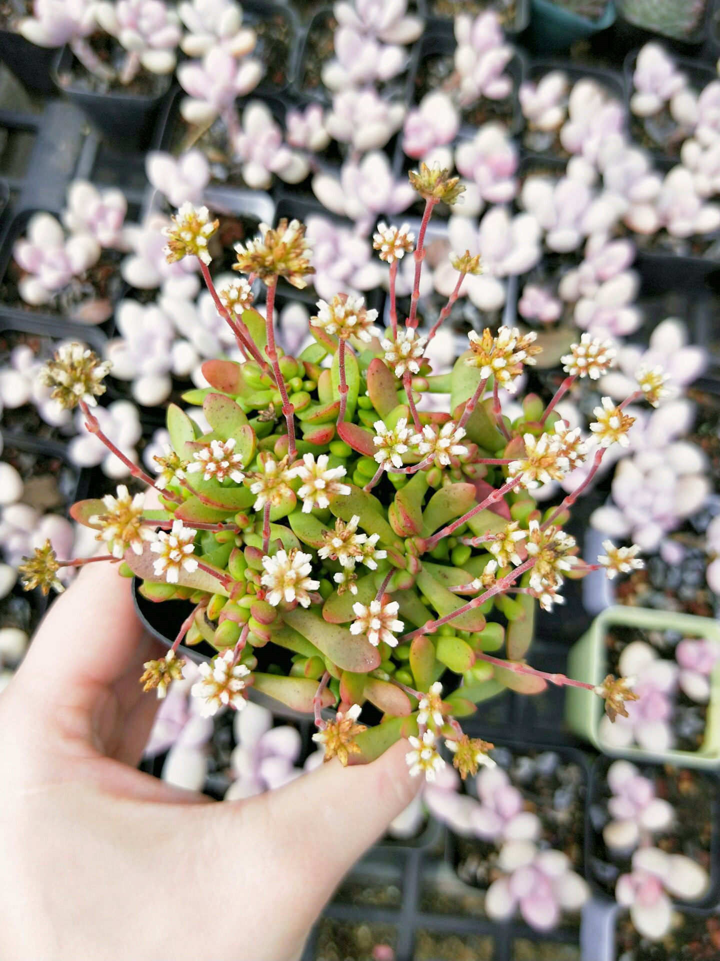 多肉红稚儿开花满天星换土促新生