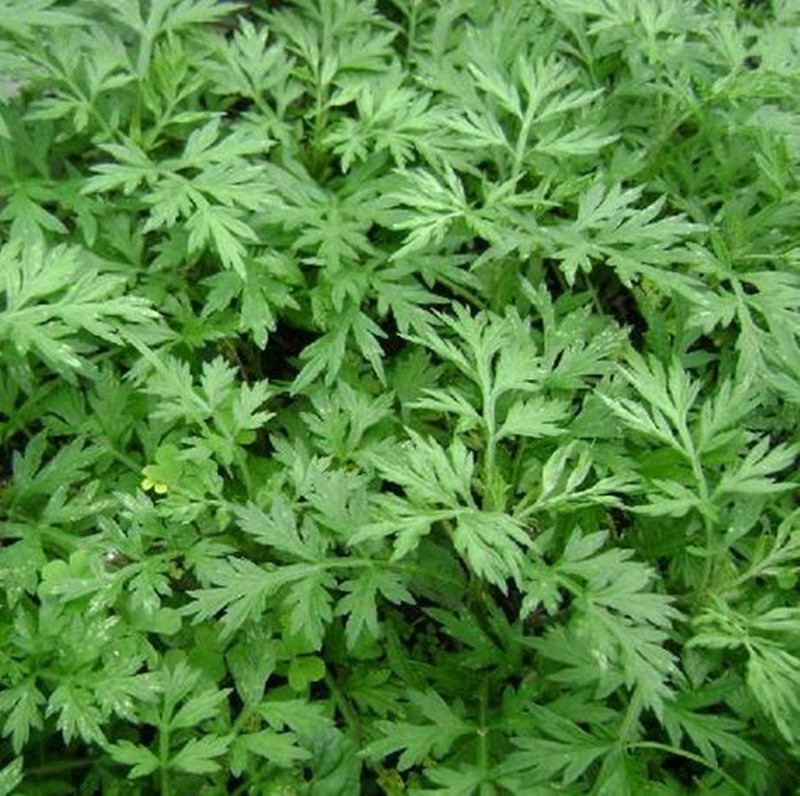 新鲜艾叶天然野生食用艾早清明粑粑野菜新鲜食用500g满3斤包邮