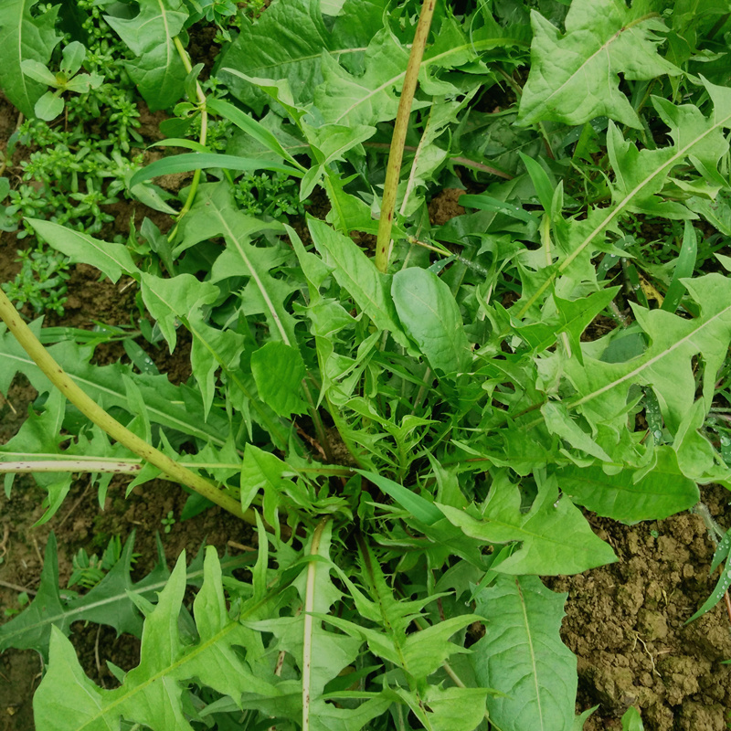 天然野生新鲜蒲公英 新鲜婆婆丁带根发货 疏菜野菜500g两份包邮_双氙