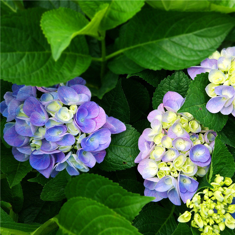 进口大花绣球花 史欧尼 阳台庭院露台绿植盆栽花卉花苗_7折现价12.6元