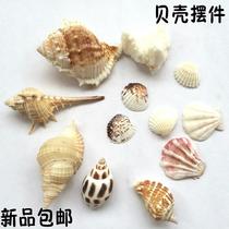 Natural sea snail shell handicraft aquarium Home Crab Rolls Bay Fish Tank Adornment Terrace made with view bottom sand swinging pieces