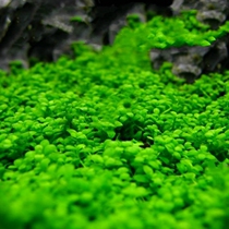 Landscaping fish tank decoration aquatic plant seed foreground mini small leaf plant aquarium live landscaping lazy people