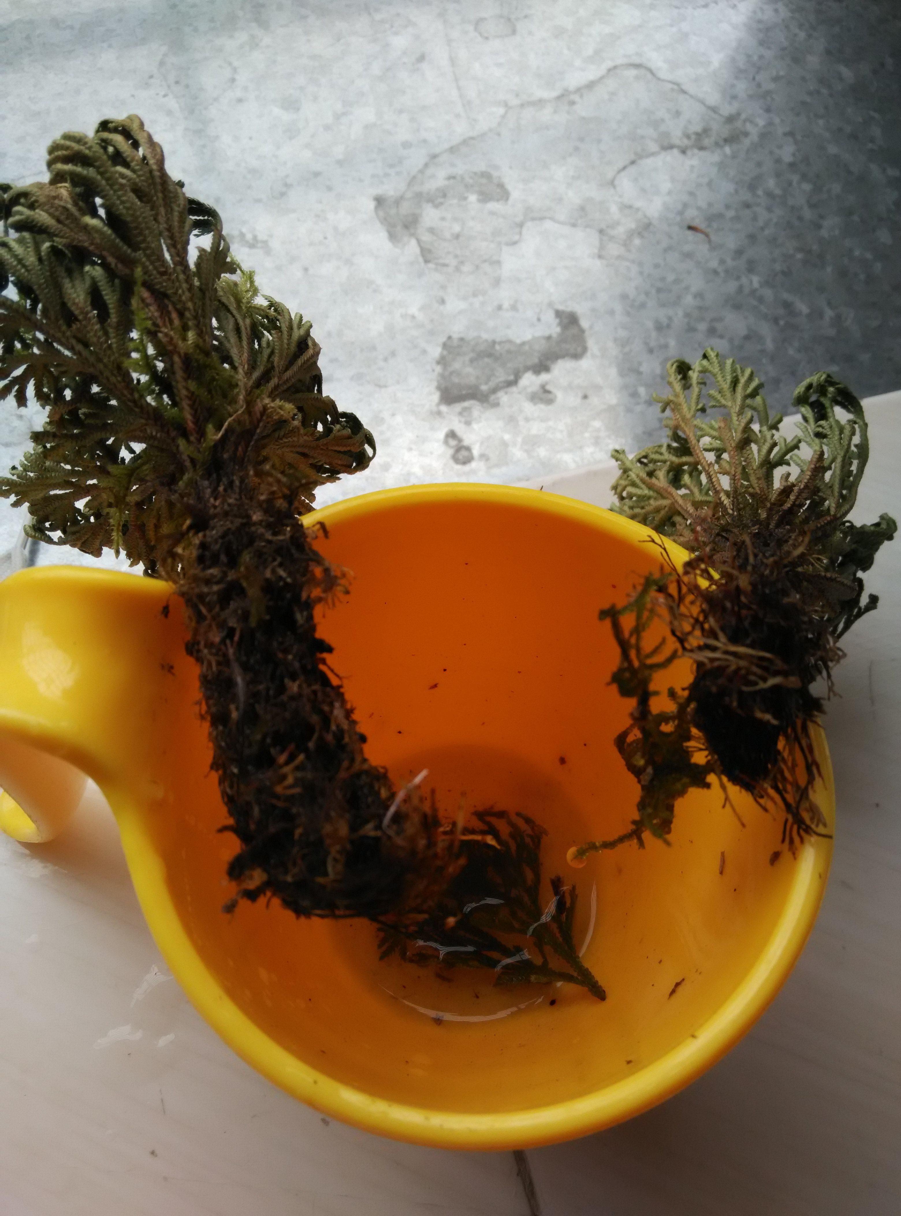 野生无硫卷柏 还魂草九死还魂草 长命草 长生不死草 500g