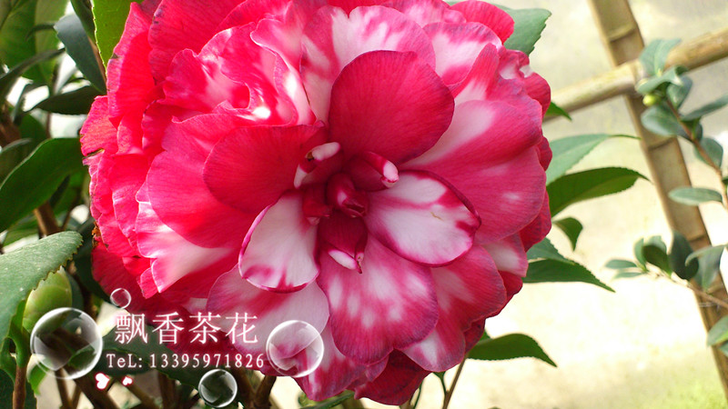 茶花珍贵品种-花贝拉-青叶贝拉带花苞苗-花色艳丽年宵图片