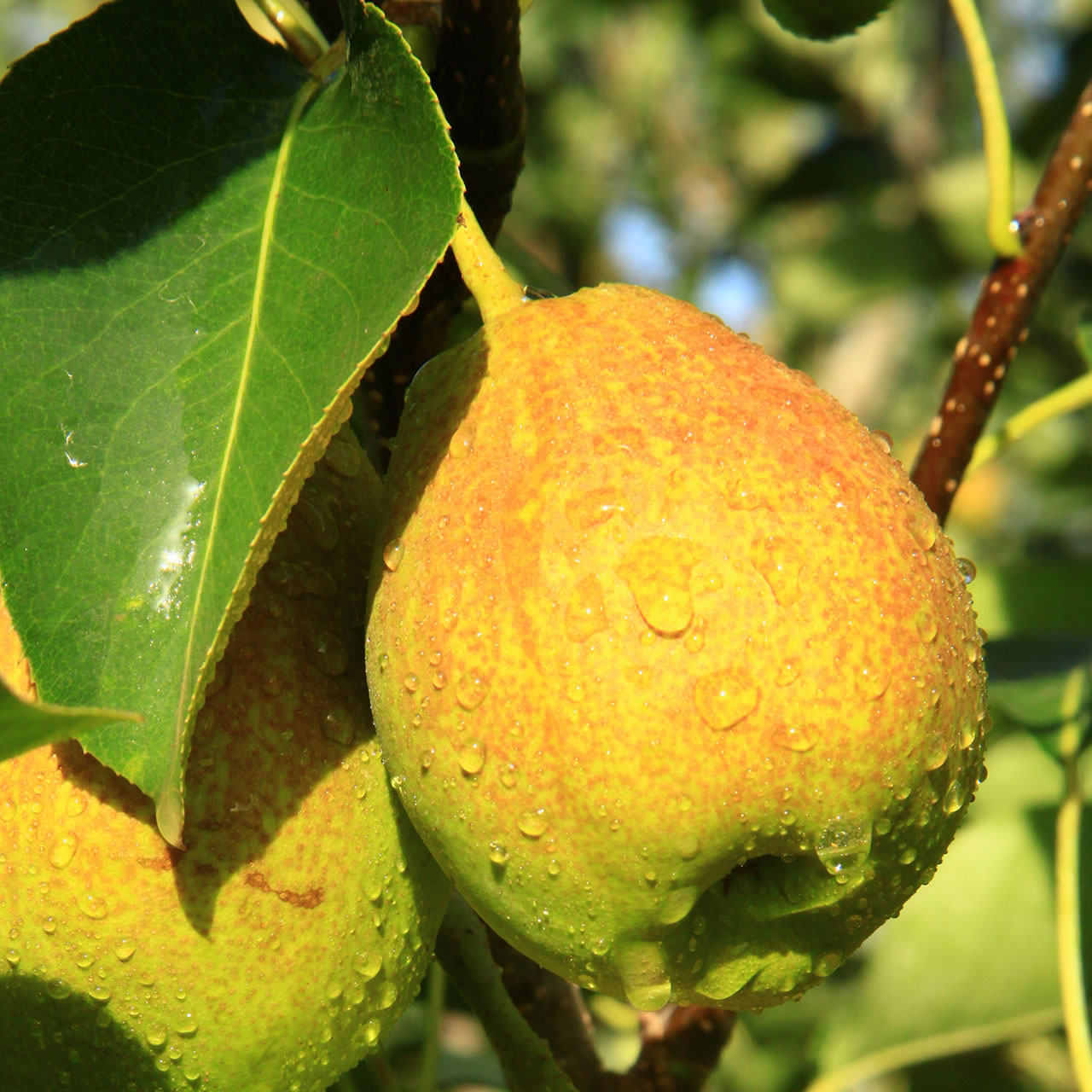 新疆产地直供 库尔勒香梨 5斤装 25.9元包邮 拍2份 | 买手党 | 买手聚
