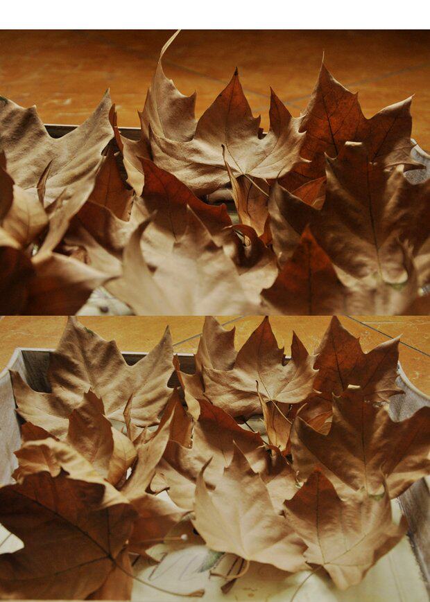 树叶标本枯树叶森系婚礼落叶干树叶橱窗陈列道具树叶法国梧桐落叶