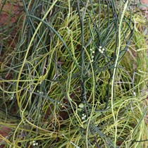 Wild fresh rootless vines No-head rattan-free vine golden mitzvines rotograpevine without root grass now 500g