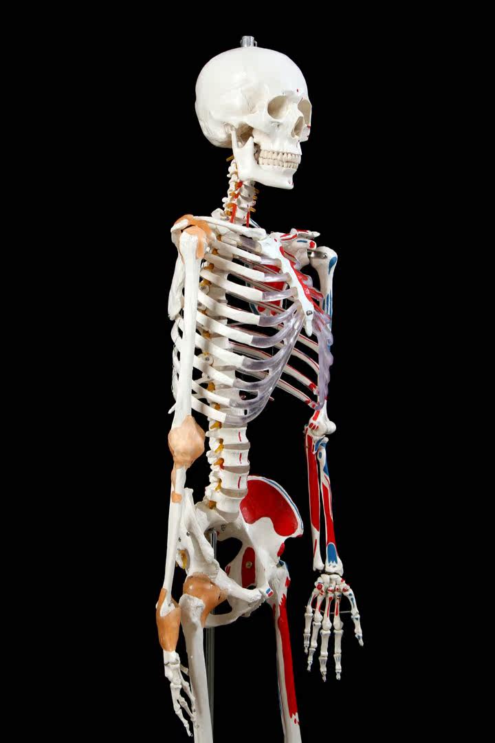 2016新款厂家直销医用最标准的170cm人体大骨骼模型骷髅骨架标本