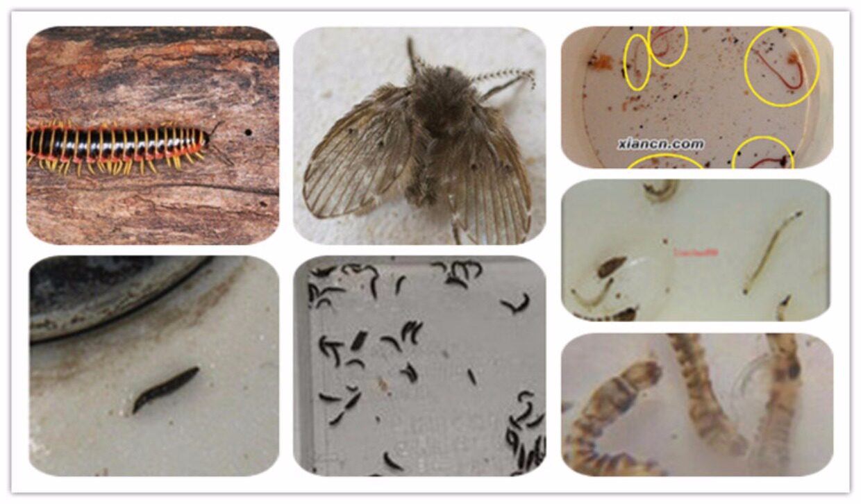 灭地沟蝇蛾蠓特效灭蝇蚊子药水杀苍蝇药厕所小飞虫蚊蝇喷雾剂家用