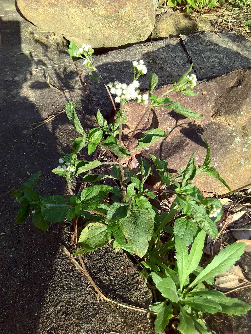 胜红蓟野生白花臭草山林采买鲜货一斤包邮百花霍香蓟咸虾花毛麝