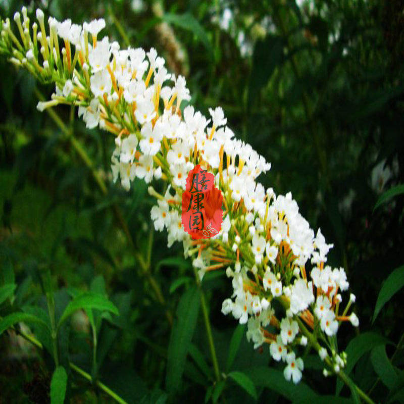 鱼花草 百花臭草 500g包邮 新货上市 品质承诺 原产地采购