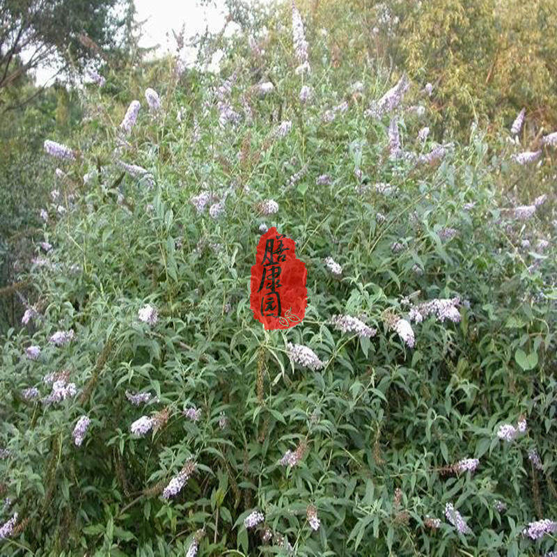 鱼花草 百花臭草 500g包邮 新货上市 品质承诺 原产地采购