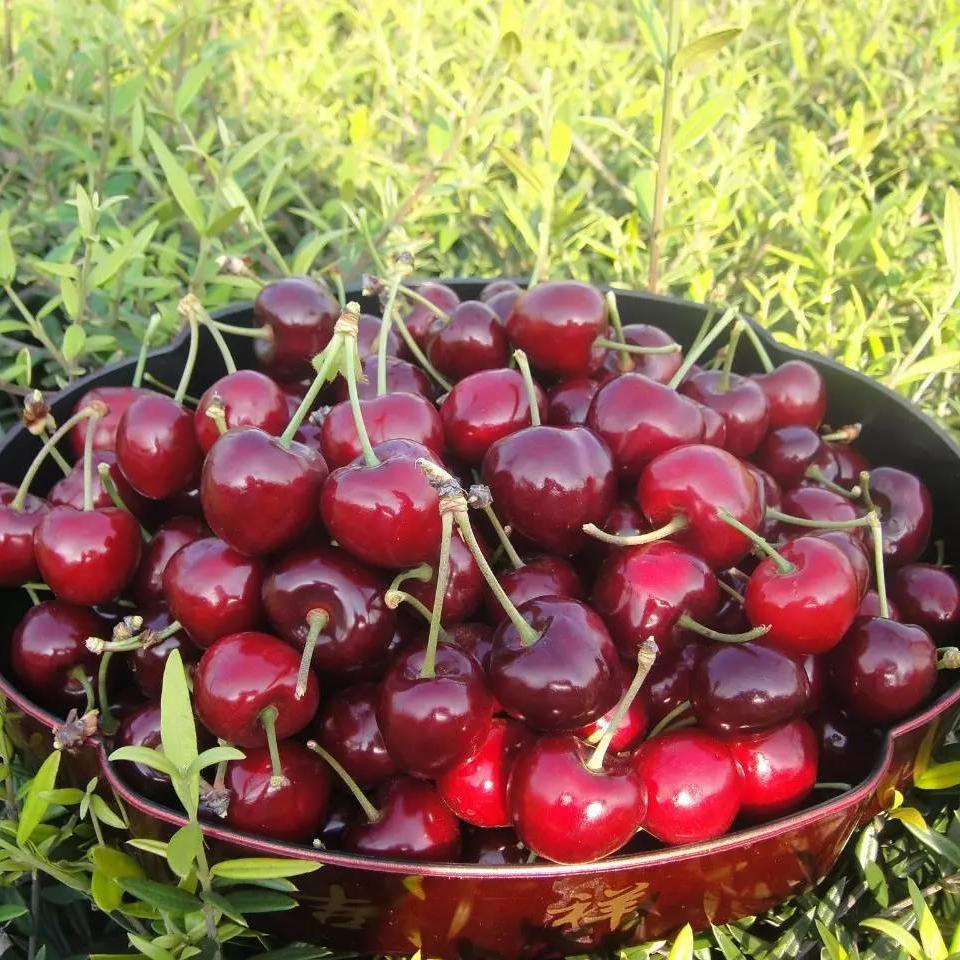 傲娇御姐的新年治愈系零食