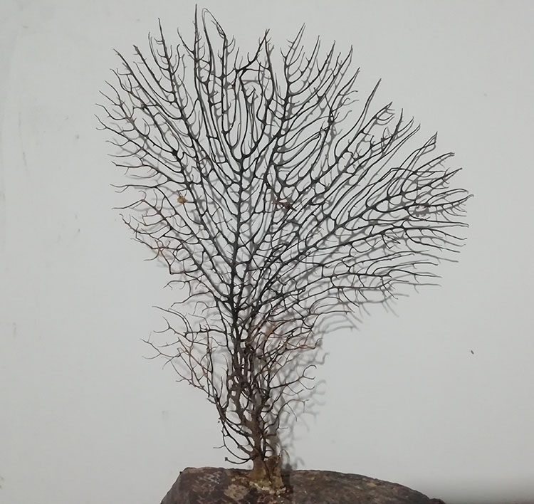 海铁树海柳珊瑚树摆设地中海家居装饰鱼缸水族造景摆件海树