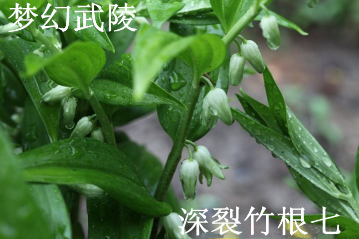 武陵深山深裂竹根七 磁竹根益气健脾 养阴润肺活血舒筋 盆栽 花卉