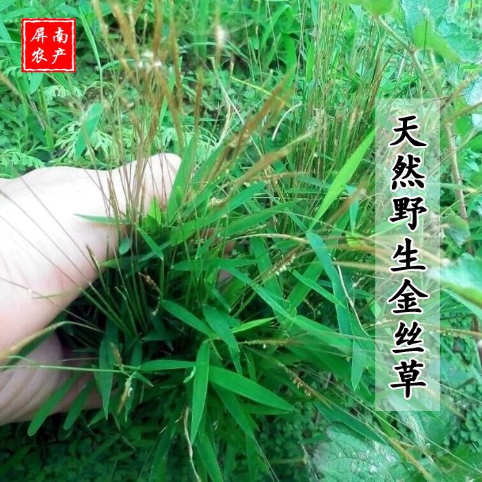 新货野生草药金丝草 黄毛草毛毛草笔仔草猫仔草墙头竹落苏 250g
