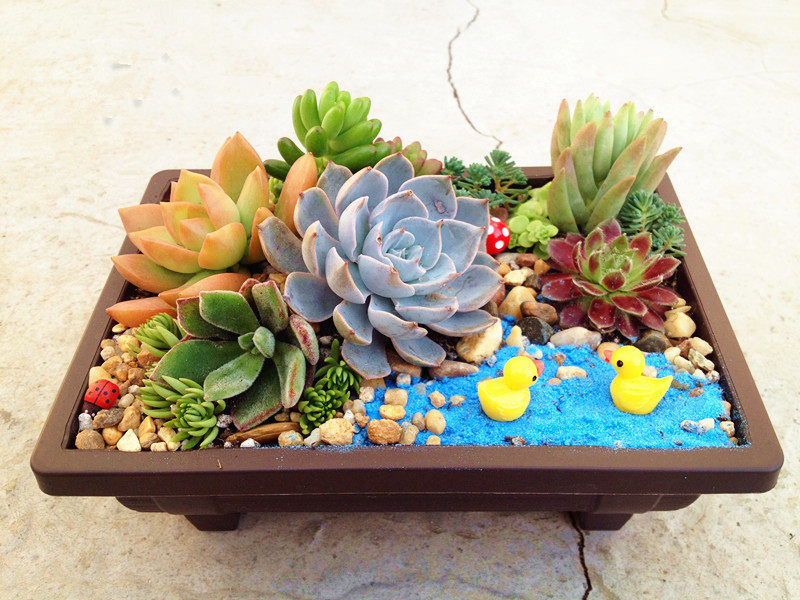 多肉植物种植花盆仿紫砂塑料盆植物盆多肉盆多肉拼盆花盆育苗盆