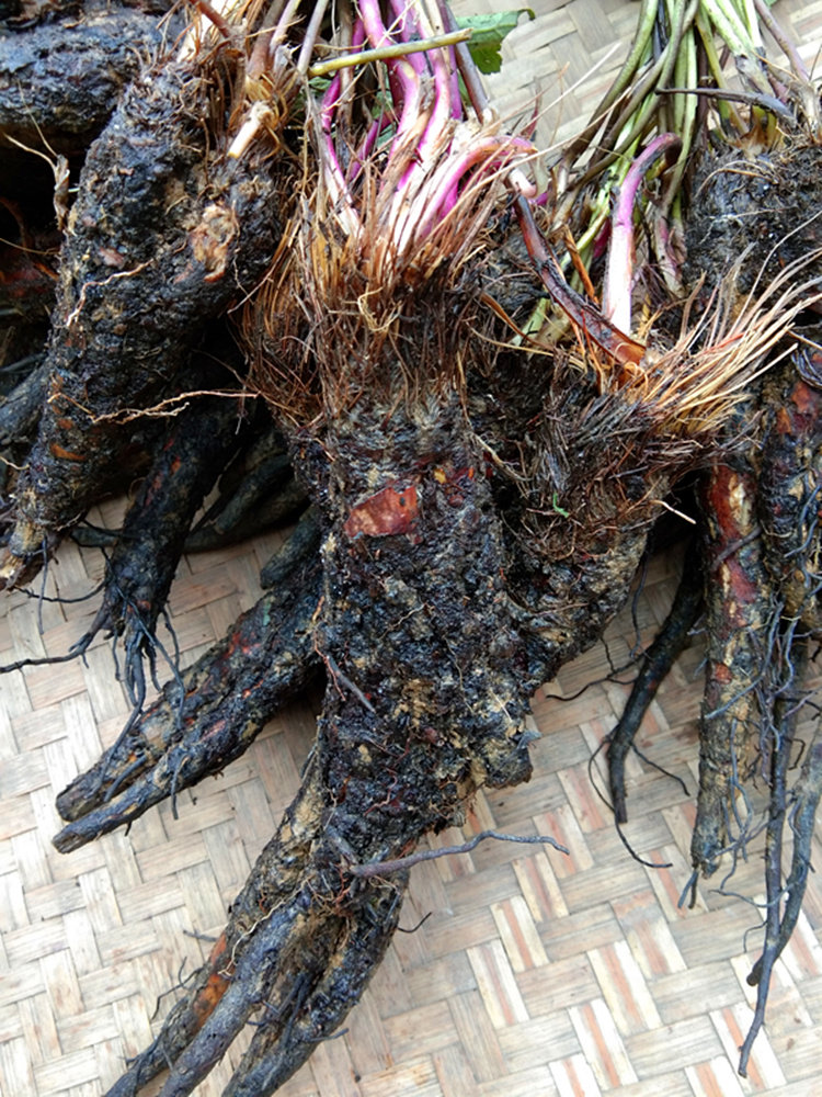 贵州新鲜虎掌草500g 纯野生中药材草玉梅狗脚迹见风青见风蓝包邮