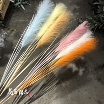 Pink reed blue orange red white champagne water grass single reed grass dry flower ins net red Pu reed flower