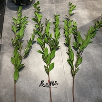 Simulation laurel leaf Yulan leaf gold orange leaf single green leaf Japanese multilobe leafy bean petals leaf hand feel glue flower-flower leaf