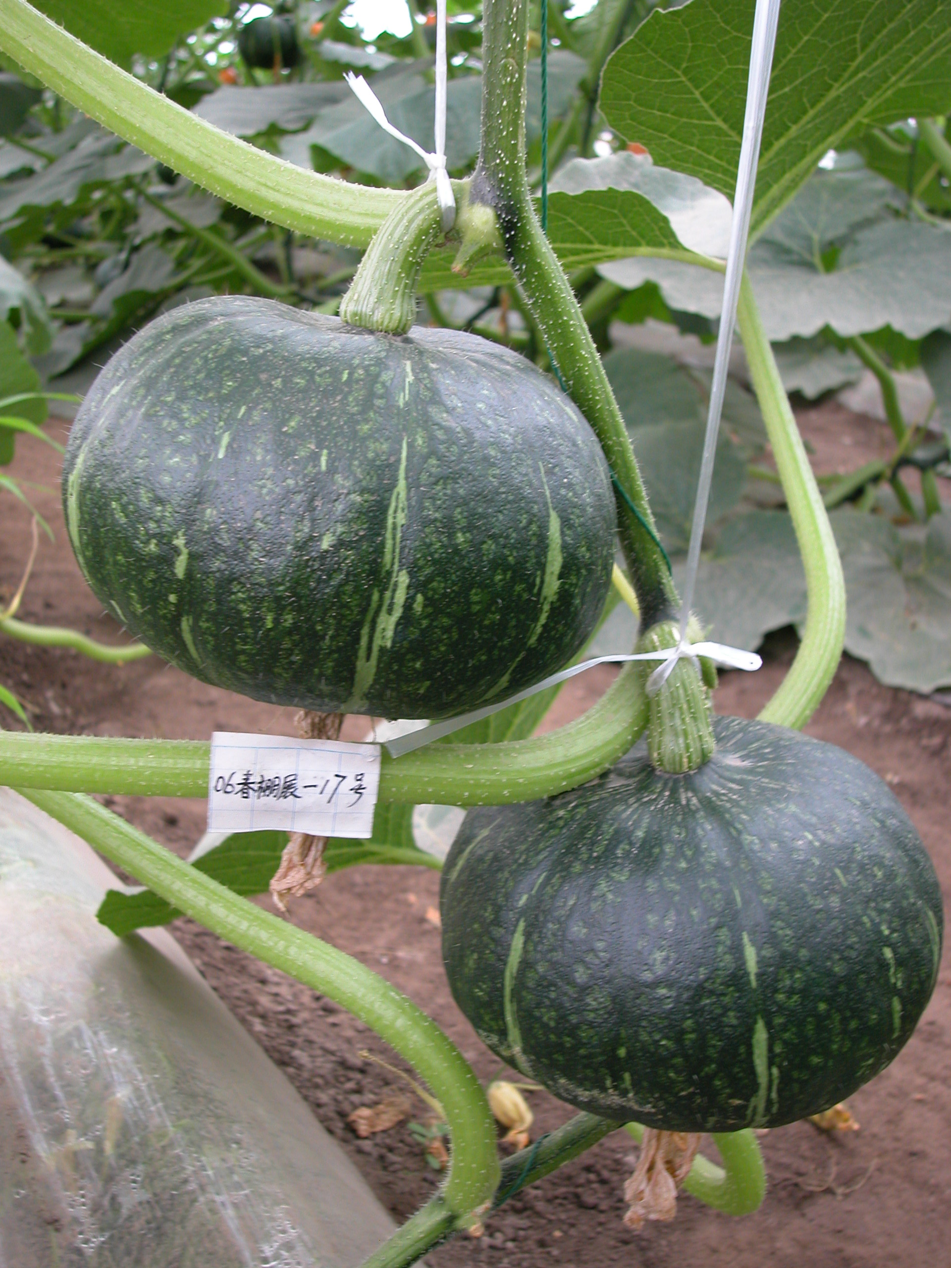 早熟京绿栗南瓜种子|早熟板栗南瓜种子 蔬菜种子 南瓜籽-南瓜种子