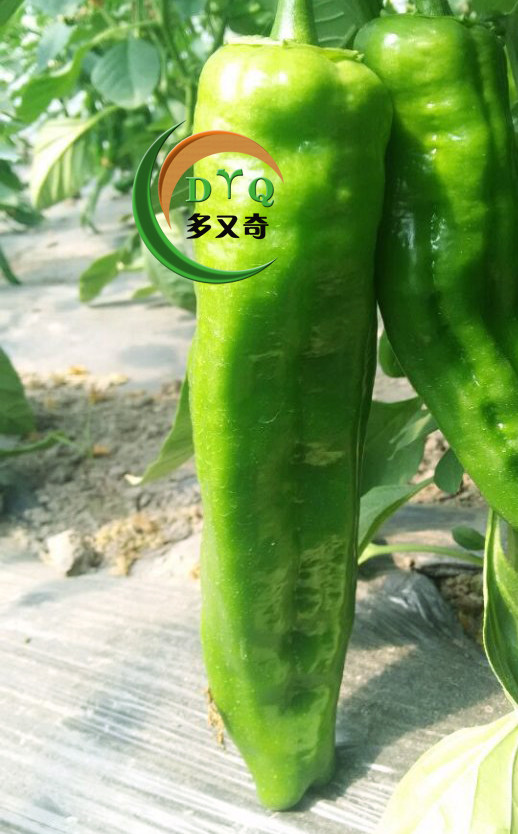 巨绿霸辣椒种子|特大牛角椒种子 特大辣椒种子 高产抗病辣椒种子-泡椒