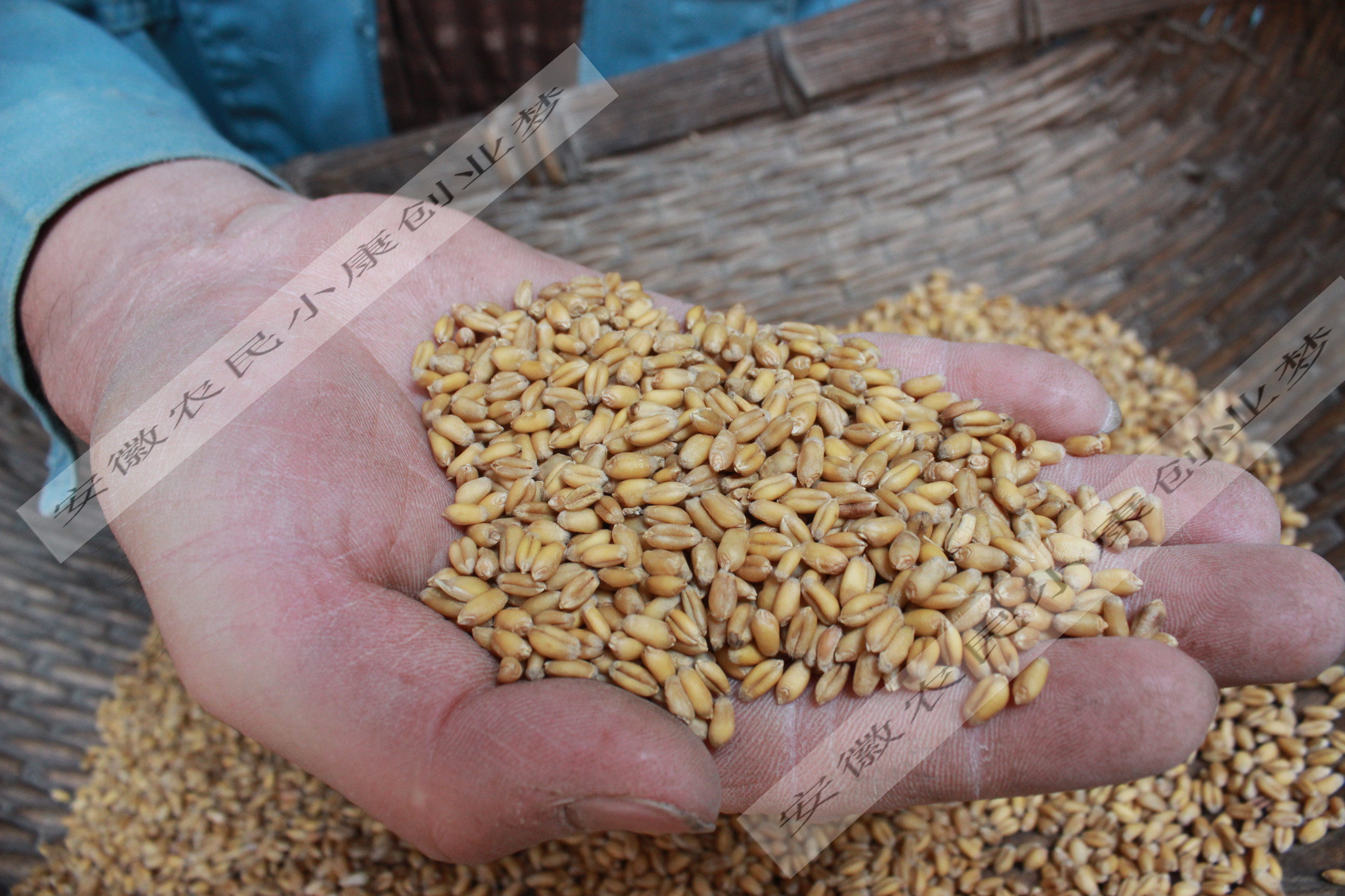 新鲜小麦麸麸皮 鸡虫吃粗麦麸细麦麸饲料 钓鱼麦麸麸皮小麦麸皮粉_双