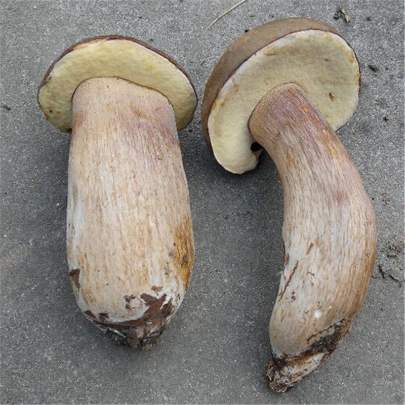 【现货】云南新鲜野生美味牛肝菌白牛肝菌香嫩特级小菇两斤装包邮