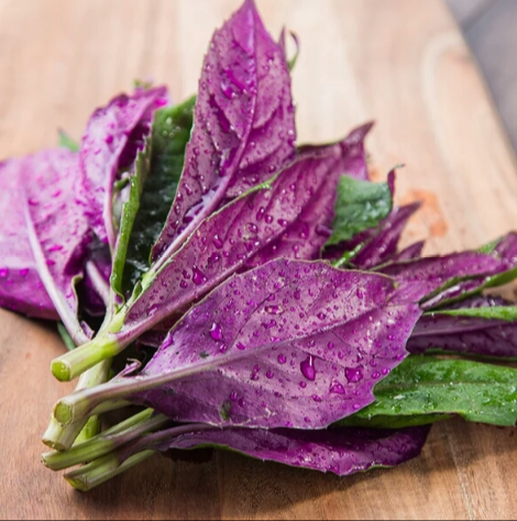 汇鲜蔬果 当归菜 红凤菜新鲜观音菜 500克 紫背天葵 红背菜红军菜