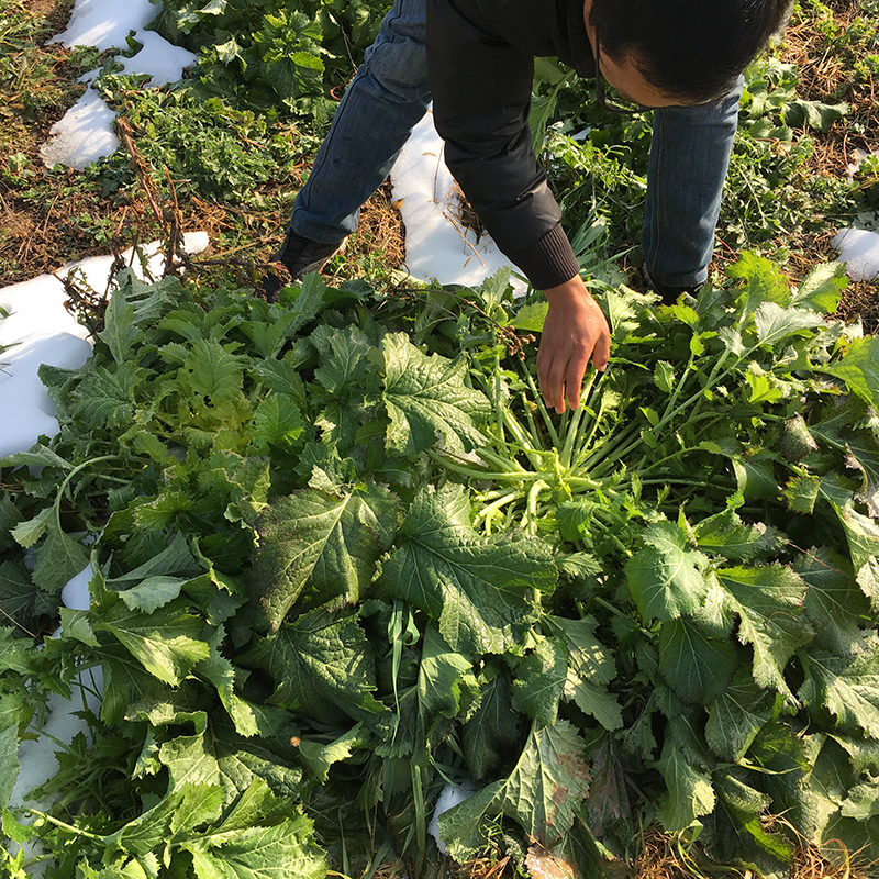野生冲菜 腊菜 山野菜雪里红现挖新鲜 农村蔬菜青菜 一份3斤_7折现价