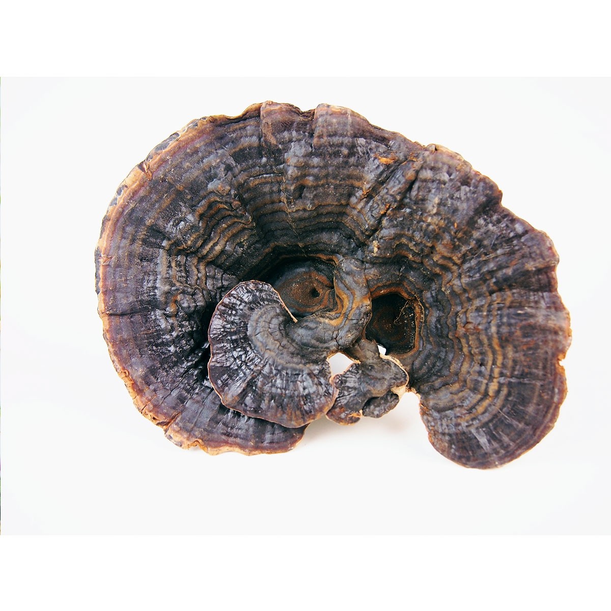 黑灵芝 生 黑色灵芝 灵芝切片 黑灵芝片 中药材供应 500g包邮_爱酷商