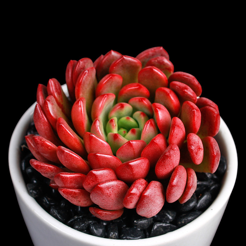 z【红宝石】多肉植物肉肉组合 花卉盆栽 易养护绿植盆栽 一宅一花