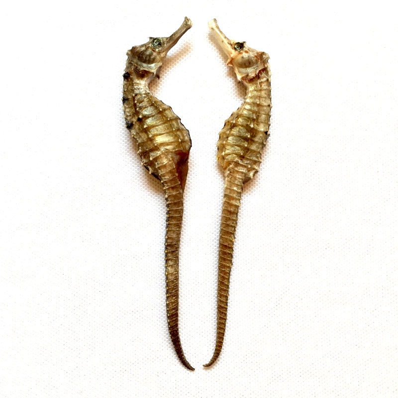 海马干货 中药材海马蔺 海马干泡酒料三斑海马分公母一两28只14对