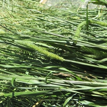 Homecoming Timothy grass Hay drying Spike top 500g Chinchilla Guinea pig Rabbit Food fodder grass