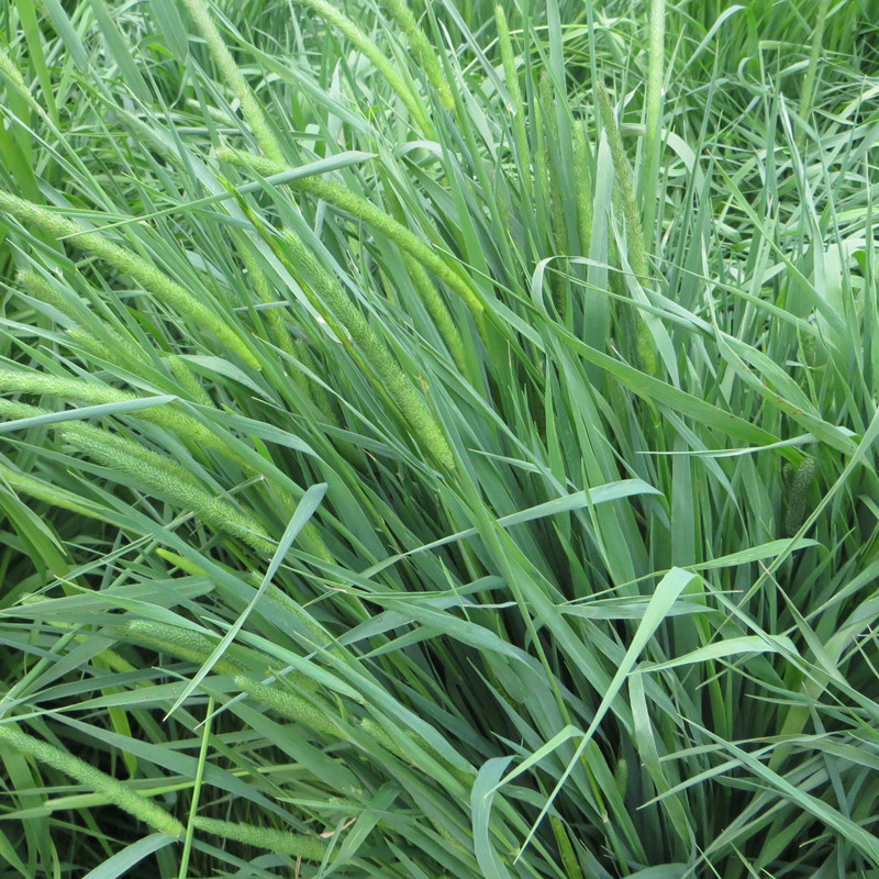 提摩西草归乡提18年新烘干有杆箱装提草毛重1kg兔子龙猫宠物牧草