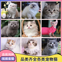 British short American short blue cat gold jinra silver shallow layer Garfield cat cat live pet National Air domestic kitten living things