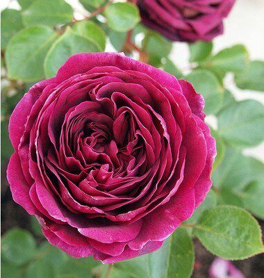 王子 月季花 小苗_7折现价45.5元