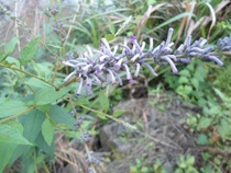 Wild plants are now picking drunk fish grass fish flowers fish stuffy seeds digging stems picking leaves whole grass stuffy fish making bonsai fresh