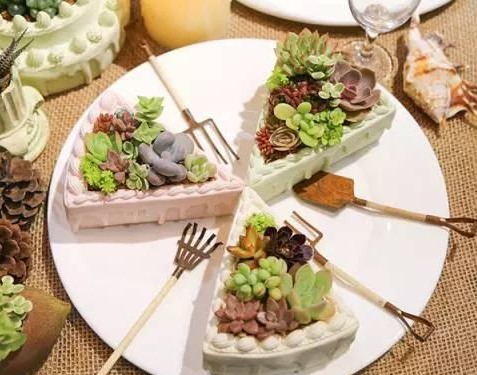 多肉露养,多肉室内养殖的小技巧和区别77