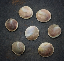 Natural teaching mineral specimen Crystal ornamental stone head Sun shell fossil slice conch diy jewelry