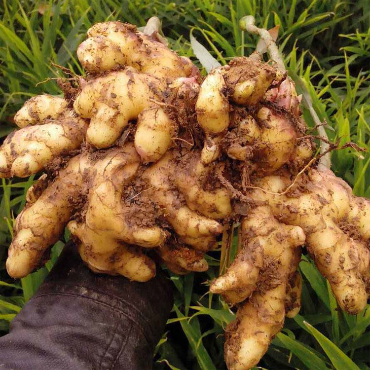 满28包邮四川农家新鲜小黄姜老姜土姜云黄姜新鲜蔬菜调味散装250g