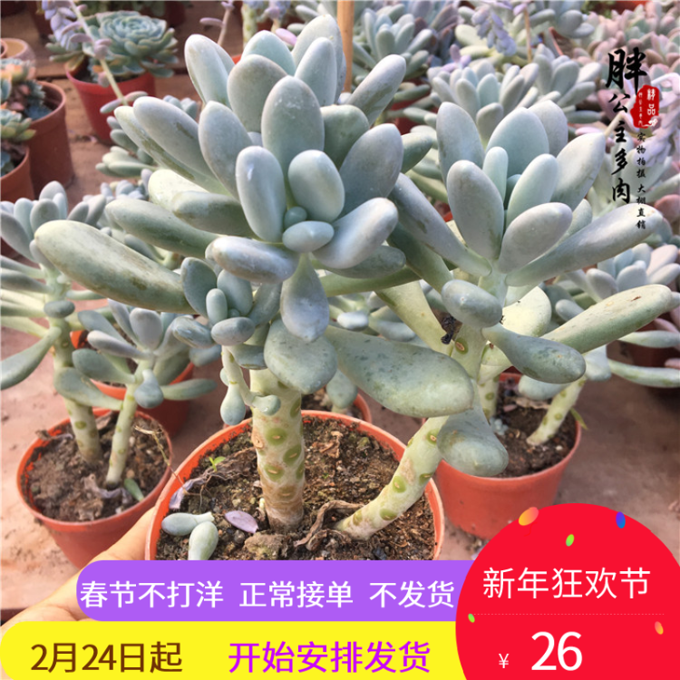 多肉植物白美人多肉老桩多头群生组合绿植盆栽特价防辐射精选老桩_7折