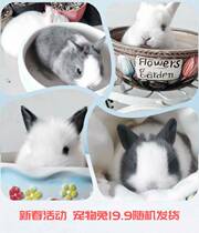 Cube Calcium Stone Small Pet Grindstone Rabbit Guinea Pig Dragon Cat Clean Teeth Supplies Hamster Grinding Tooth Toy