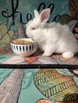 5 catty of the professional rabbit grain of the Rabbit of Angola