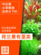 민물 수조 장식 라이브 조경 수중 잎 tuo 잔디 네덜란드 장면 줄기 궁전 국화 붉은 매화 라일락 민물 수조 장식 라이브 조경 수중 잎 tuo 잔디 네덜란드 장면 줄기 궁전 국화 붉은 매화 라일락